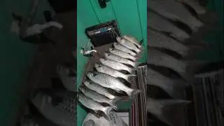 Pescaria de noite nas ondas!