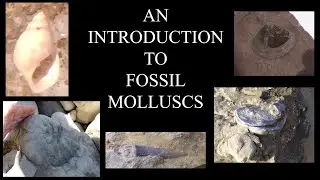 Palaeontology Basics: The Molluscs