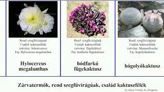 Z&aacute;rvatermők, rend szegfűvir&aacute;g&uacute;ak, csal&aacute;d kaktuszf&eacute;l&eacute;k f&uuml;gekaktusz subsp exotica angiosperms San