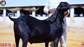 Fazal Goat Display Our Black Beauty Bhola😍🖤 | Bakraeid 2025 Collection