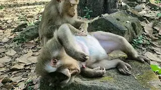 Pregnant monkey Julie need sister taking care of her at moment heartwarming