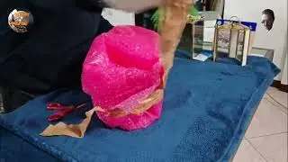 Com'é Andata