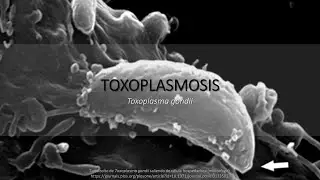 Toxoplasmosis, BIOLOGÍA (resumen + memorización)