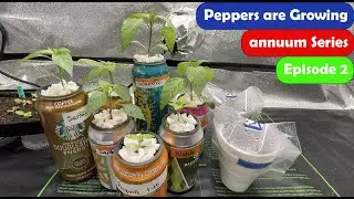 Mild Pepper Growing Series Ep. 2