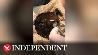 Pet puffer fish has teeth trimmed by vet in bizarre footage