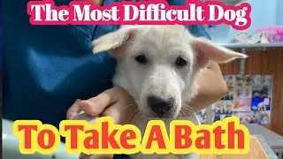The Most Difficult Dog To Take A Bath. Crazy Behavior Dog. #insecttime #dog 