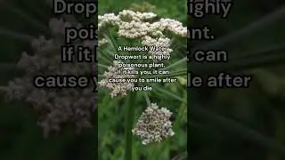 Hemlock Water Dropwort... #funfacts #mindblown #didyouknow #factoftheday #shorts #factsyoudidntknow