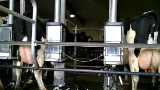 Dairy farm fun