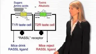 Taste genes - Cori Bargmann (Rockefeller/HHMI)