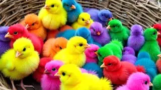 Ayam Lucu, ayam warna warni, ayam rainbow, kelinci lucu, bebek lucu, ikan koi, Hewan Lucu 🐣🐤🐥