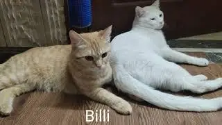 Tiny Terror vs Gentle Giant Cat/ Kitten's Epic Play Fight! @Wanttono