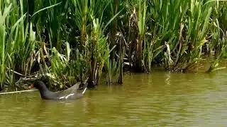Moorhen on Fenton Fields.