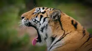 The Tiger: King of the Forest | Largest Big Cat Explained