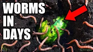 This Kitchen Scrap Brings Worms to Your Soil Faster Than Compost (Gardeners Are Shocked)