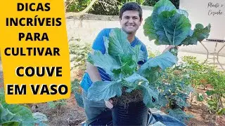 SUPER DICAS PARA PLANTAR E COLHER MUITA COUVE MANTEIGA ORG&Acirc;NICA NA HORTA EM VASOS (Ep154)