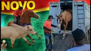 Novo cavalo de Vaquejada