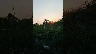 #video #nature #sorting #childrenssong #sorts