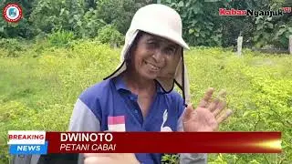 PULUHAN HEKTAR TANAMAN CABE DI NGANJUK DISERANG HAMA PATHEK PETANI MERUGI HINGGA 60 PERSEN