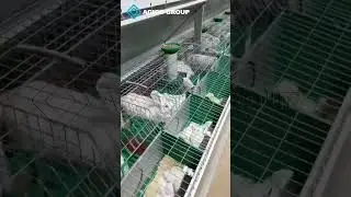 Commercial Rabbit Cages