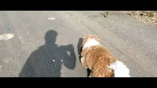 RIO ON MORNING WALKING 