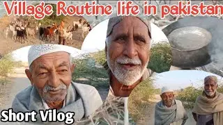 Village life | Village routine life in tharparkar pakistan | naya chor umarkot(Amarkot) Sindh