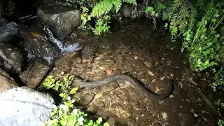 Feeding Eels 31 Jan 2026