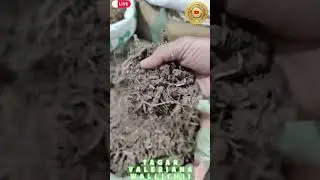 Tagar Ganth | Valeriana wallichii | Mushkbala | Ganthoda | Tagar Gantho | Indian valerian #jayherbs