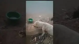 Dog Food Support mother dogs please subscribe like share kare #dog #animal 
