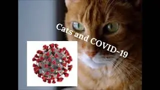 SARS-CoV-2 transmission in cats