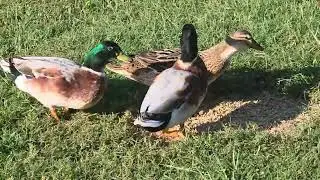 Australian Spotted Ducks taking flight