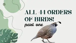 All 44 orders of Birds! part one