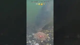 Kapr na method - feeder