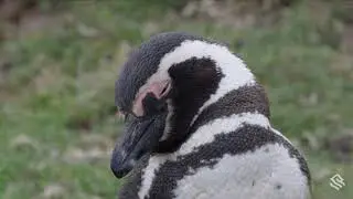 Behind the Lens: Capturing the Magic of Magellanic Penguins in the Falklands