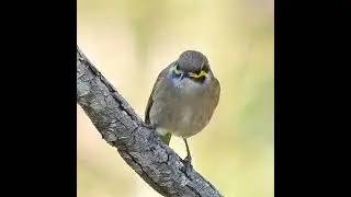 Yellow-faced Honeyeater #Hawkesbury #woodlands #australia #birds #conservation  #bushland #ecology