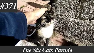 Another friendly calico cat meowing for attention