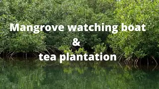 Mangrove watching boat & tea plantation