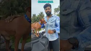 miniature pinscher stud service available | kochi | dog stud service | 6282106212📞