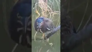 Little football (AKA Green Heron) has a very long neck.