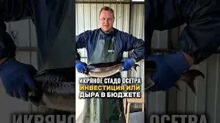 Икряное стадо осетра. Инвестиция или дыра в бюджете? #иваносетр #рыбалка #рыбоводство