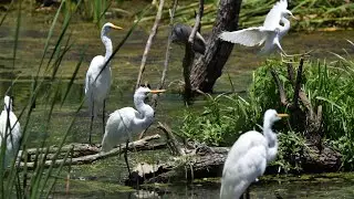 2021 Wading-Birds Breeding Season: Nest Selection to Foraging Training of the Fledging Birds.