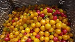 Different Color Tomato Washing  Machine line  #tomato #washer