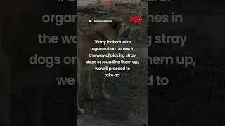 Supreme Court Gives Delhi-NCR 8 Weeks To Remove All Stray Dogs Amid Rise In Rabies Cases