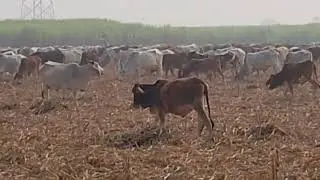 Cholistani Cows Grazing in Sugarcane Fields | Beautiful Winter Farming Scene
