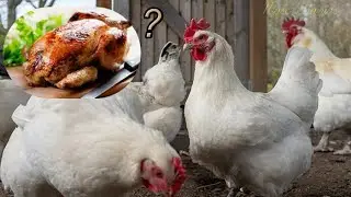 Galinha Bresse Gauloise - A mais saborosa? História e...