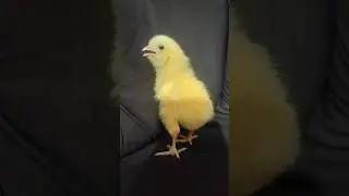 Comic chick cute chirping #cute #shorts #henbaby #chicks #chirping #color #baby