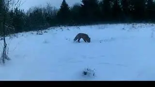 Metsloomad rajakaameras | rebane, ilves, põder ja jänes | fox, lynx, moose and rabbit ( vol 53 ) 