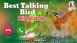 Best Talking Birds Ringtone || Rington || New Ringtone 2022 || Ringtone || Safia Baloch || Sindh Way