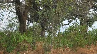 wildfilmsindia grasslands at Motidhar and Pari Tibba in Mussoorie - last habitat of Mountain Quail?