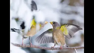 Winter birds uninterupted with OnlyFly smart bird feeder