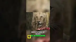Unveiling Hyena Hunting Tactics - Masters of the Wild